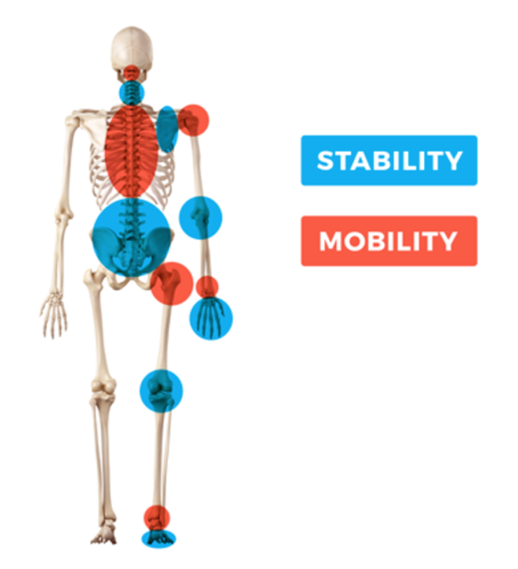 Zonas del cuerpo que se encargan de estabilizar y de movilizar